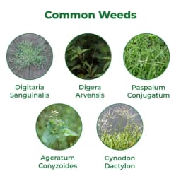 Hpm Dhruv Glyphosate Ammonium Salt 71% Sg , Use To Control Annual Grass As Well As Broad Leave Weeds. 3