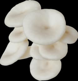 SporeKart Oyster Mushroom Growing Kit - Image 2