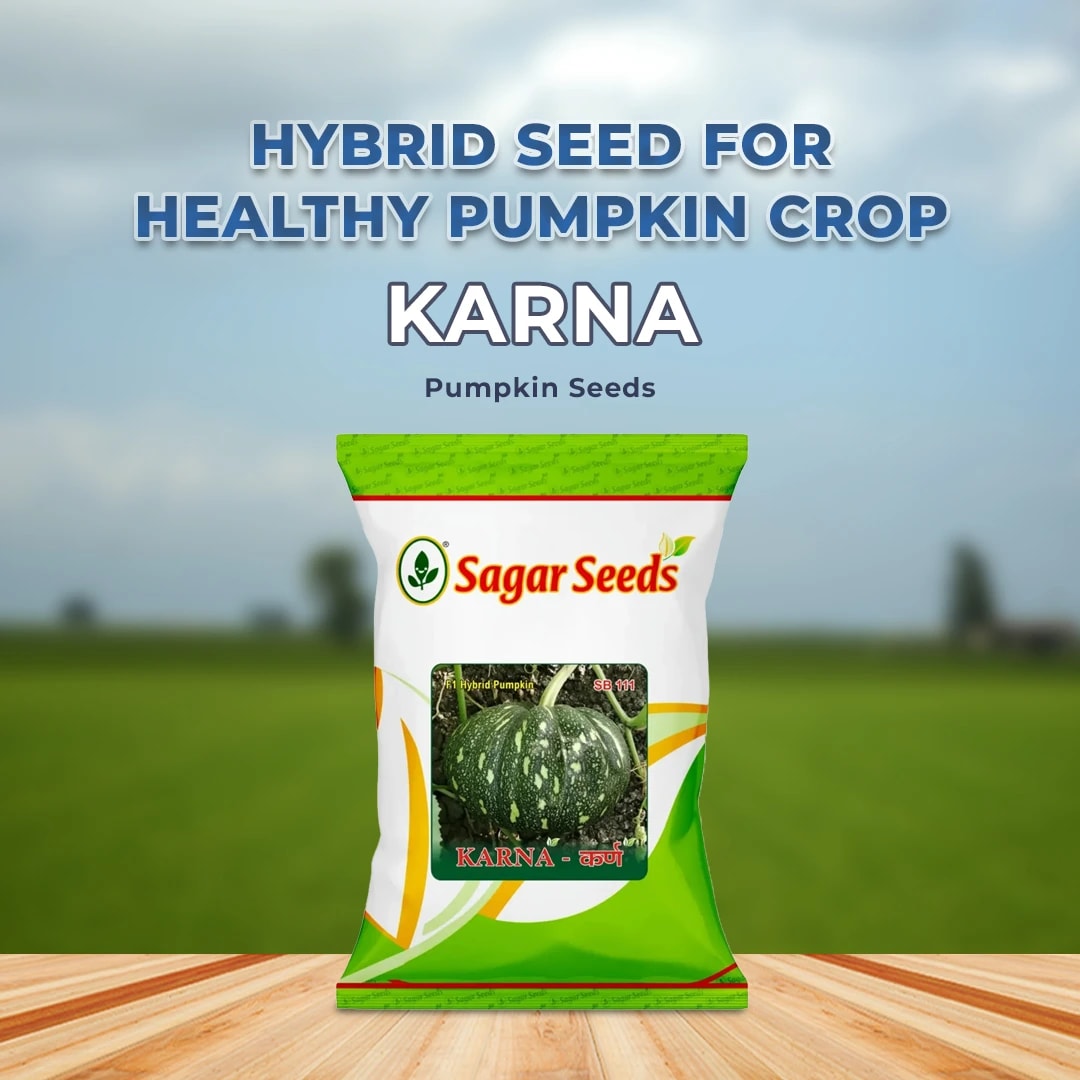 Sagar Karna (SB 111) Pumpkin Seeds - (Kaddu Seeds) Attractive Green Color Fruits, High Yielding Variety