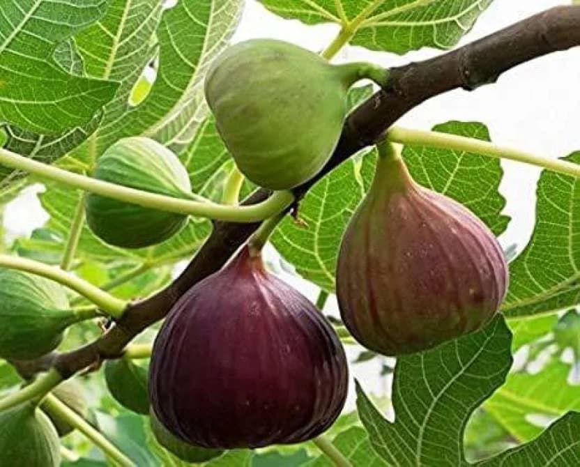 SRI SAI FORESTRY - Gular - Cluster Fig - Ficus Racemosa - Natural Tasty Athi Fruit Tree seeds - Image 5