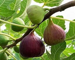 SRI SAI FORESTRY - Gular - Cluster Fig - Ficus Racemosa - Natural Tasty Athi Fruit Tree seeds 5