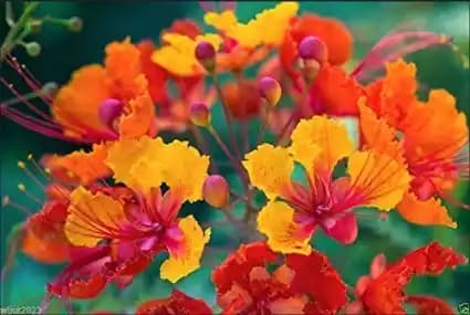 SRI SAI FORESTRY Caesalpinia pulcherrima, Peacock Flower, Rajamalli, Red Bird of Paradise Flowering Plant Seeds For Home Garden,Fencing & Terrace - Image 3