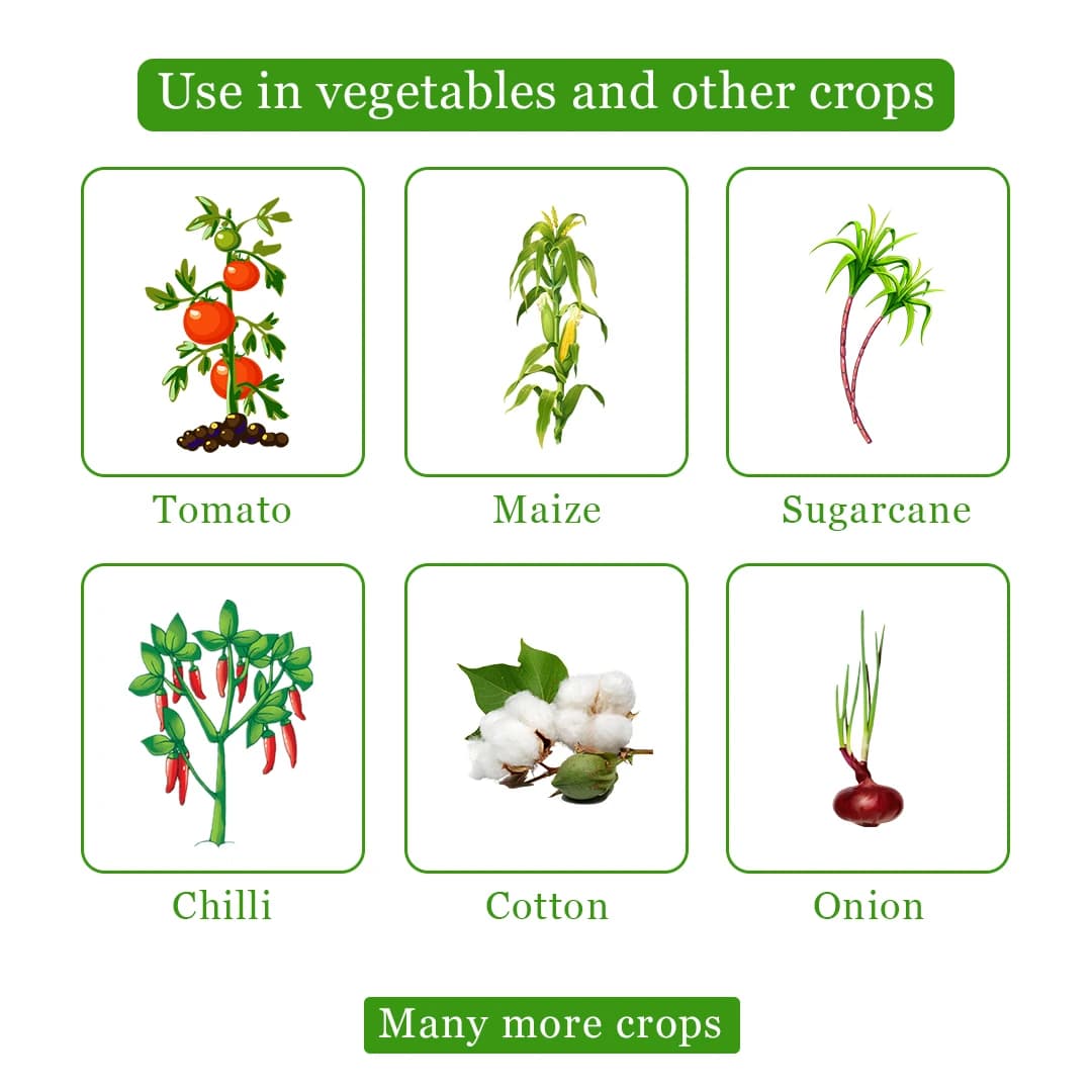 SML Hybritz Azoxystrobin 18.2% and Difenoconazole 11.4% SC Fungicide for Comprehensive Disease Control - Image 4