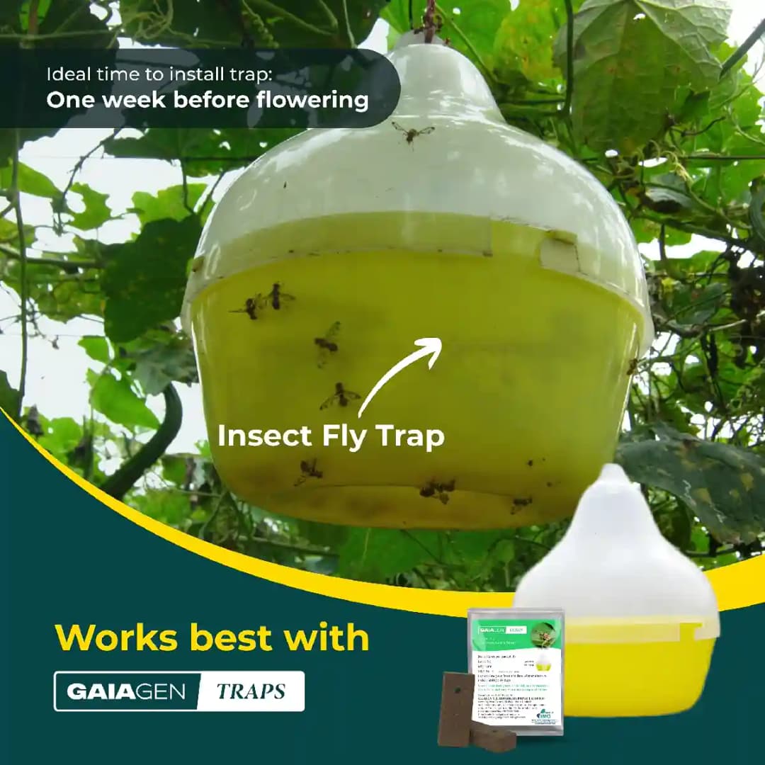 Gaiagen Pheromone Lure For Melon Fly (Bactrocera Cucurbitae) And Insect Fly Trap, IMO Certified.
