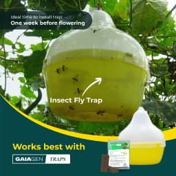 Gaiagen Pheromone Lure For Melon Fly (Bactrocera Cucurbitae) And Insect Fly Trap, IMO Certified. 1