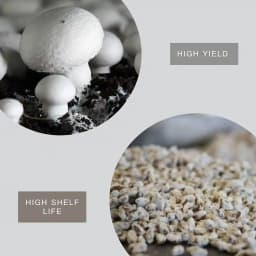 थानवी बायोटेक्नोलॉजी बटन मशरूम स्पॉन, एगैरिकस बिस्पोरस, केवल स्पॉन शामिल, सर्वोत्तम गुणवत्ता 7