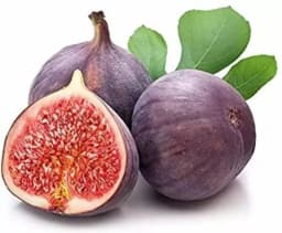 SRI SAI FORESTRY - Gular - Cluster Fig - Ficus Racemosa - Natural Tasty Athi Fruit Tree seeds 4