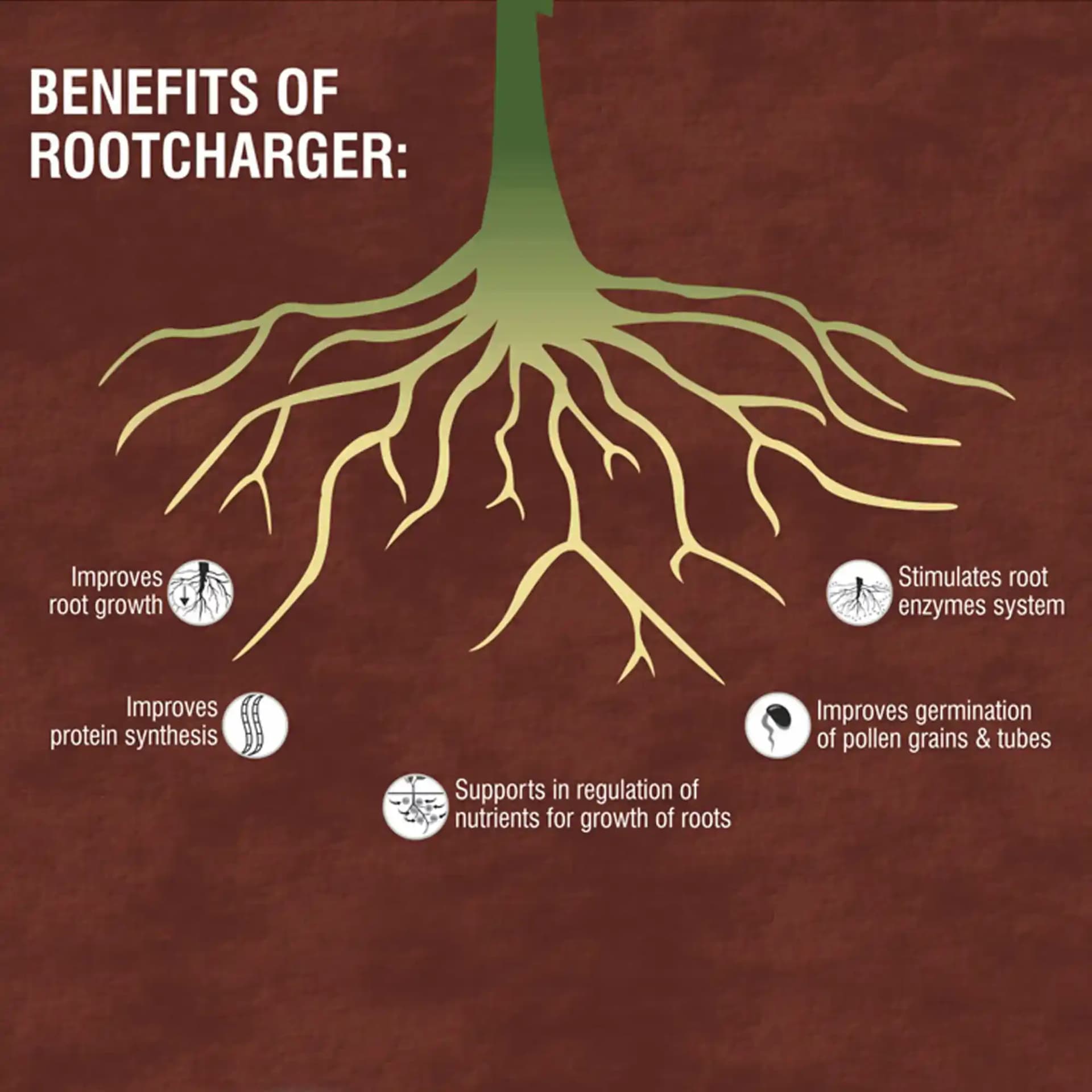 Barrix Rootcharger Organic Root Nutrition Mixture, Improves Protein Synthesis & Root Growth - Image 3