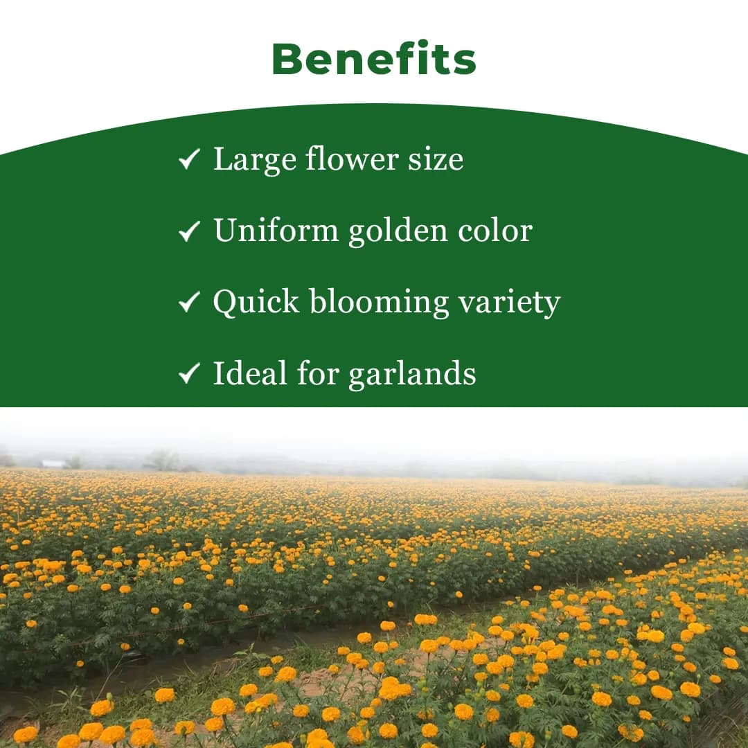 Indus Marigold Ashtagandha Plus Seeds Genda Fool Seeds Orange Colour Flower, Dark Green Leaves, Pink Stems - Image 4