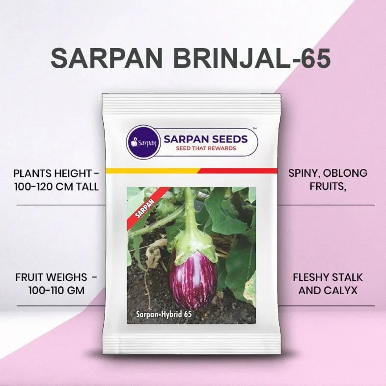 Sarpan Hybrid 65 Brinjal Seeds - (Eggplant Seeds) Majari Type, Spiny Medium Size Fruits, Prolific All Season