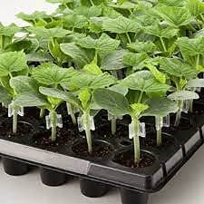 Siddhi Garden Plant Grafting Clip 4 to 6 mm Grafting Clip White,Plant Straightener Clip - Image 9