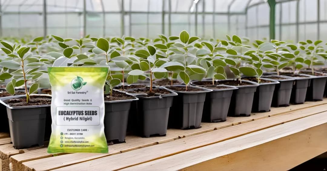 SRI SAI FORESTRY - Eucalyptus Nilgiri , Best Paper wood Tree, Hard Timber & Fast Growing Firewood Tree seeds - Image 10