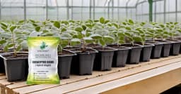 SRI SAI FORESTRY - Eucalyptus Nilgiri , Best Paper wood Tree, Hard Timber & Fast Growing Firewood Tree seeds 10