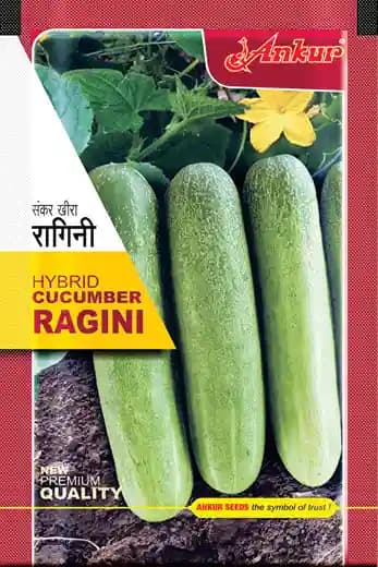 अंकुर संकर खीरा के बीज रागिनी, आकर्षक चितकबरे हरे फल, बेलनाकार आकार, उन्नत खीरे की किस्म
