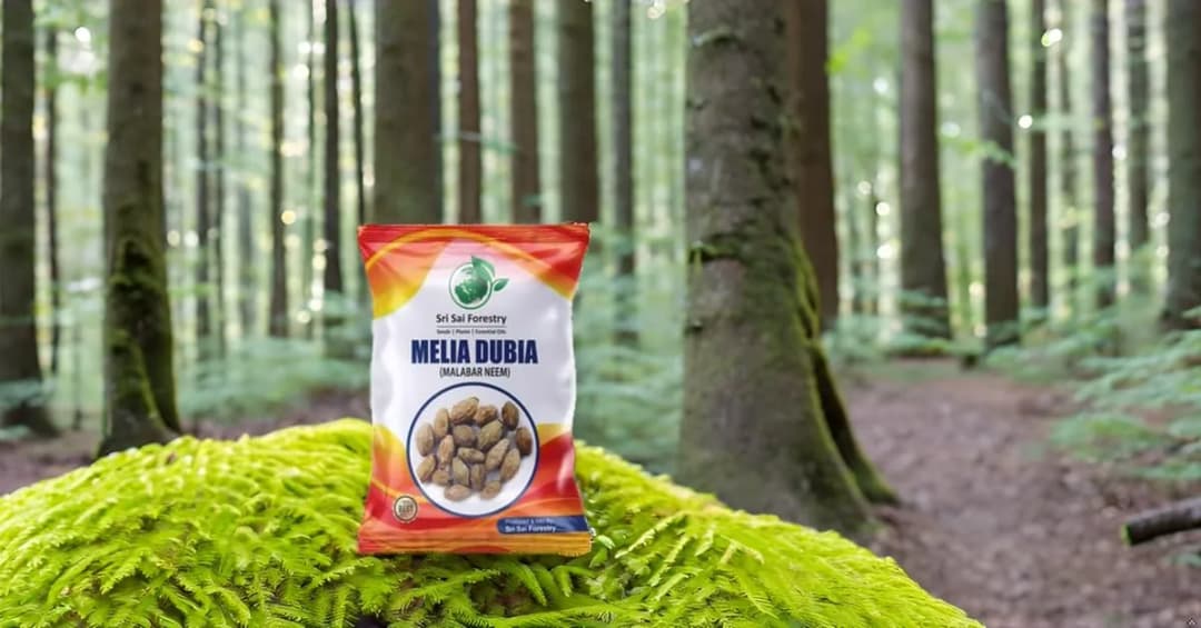 SRI SAI FORESTRY - Melia Dubia Seeds, Malabar Neem Seeds, Fast Growing Tree - Image 3