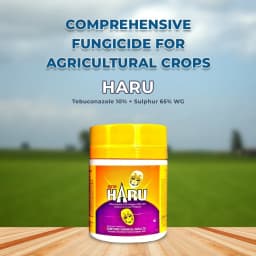 Sumitomo Haru Fungicide, Tebuconazole 10% + Sulphur 65% WG, Compatible With Most Chemical Agent. 2