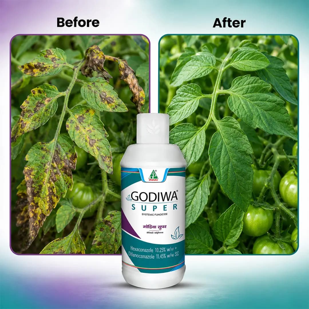 Dhanuka Godiwa Super Fungicide - Image 6