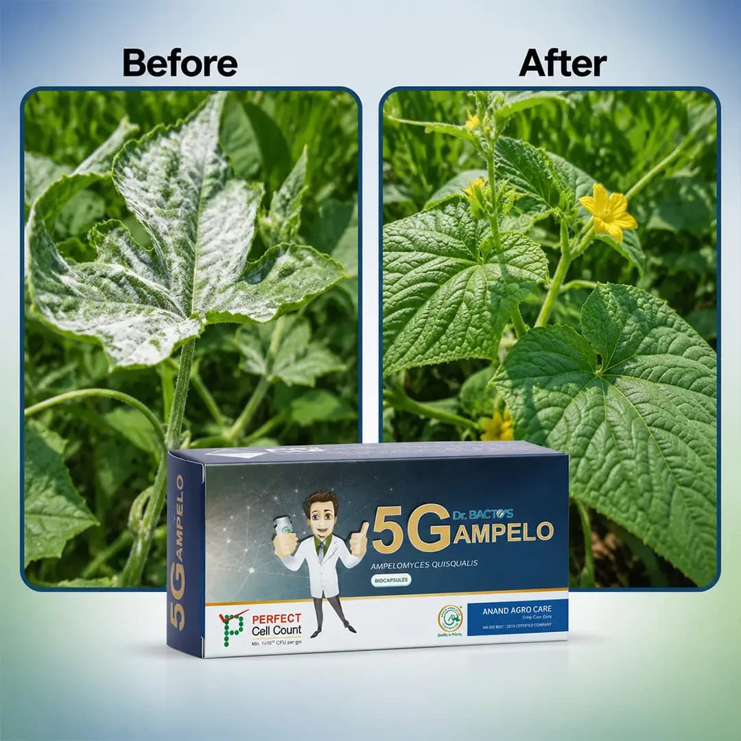 Dr. Bacto\'s 5G Ampelo Bio Capsules Is A Naturally Occurring Hyper Parasite Bio-Fungicide Used For The Control Of Powdery Mildew Disease. - Image 3
