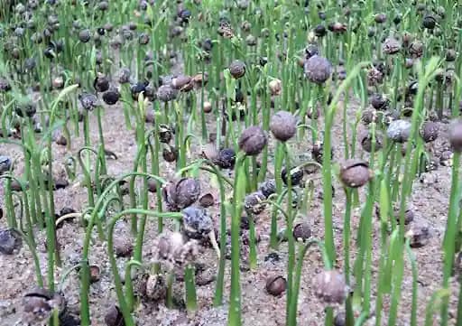 Sri Sai Forestry Safed Chandan Plant Tree Seeds, White Sandalwood Tree Seeds - Image 7