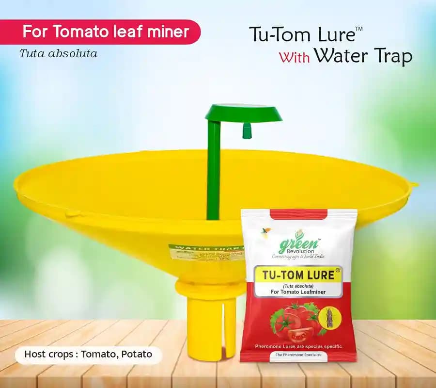 Water Pheromone Trap With TU-TOM Pheromone Lure (Tuta Absoluta ,Tomato Leafminer) for Tomato, Cherry Tomato, and Potato.