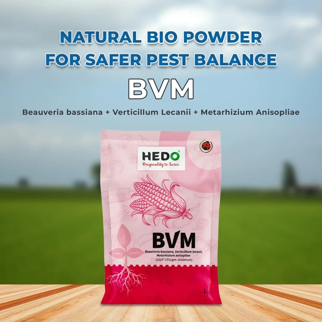 HEDO BVM Powder Bio-Insecticide - Beauveria bassiana + Verticillum Lecanii + Metarhizium Anisopliae - Image 2