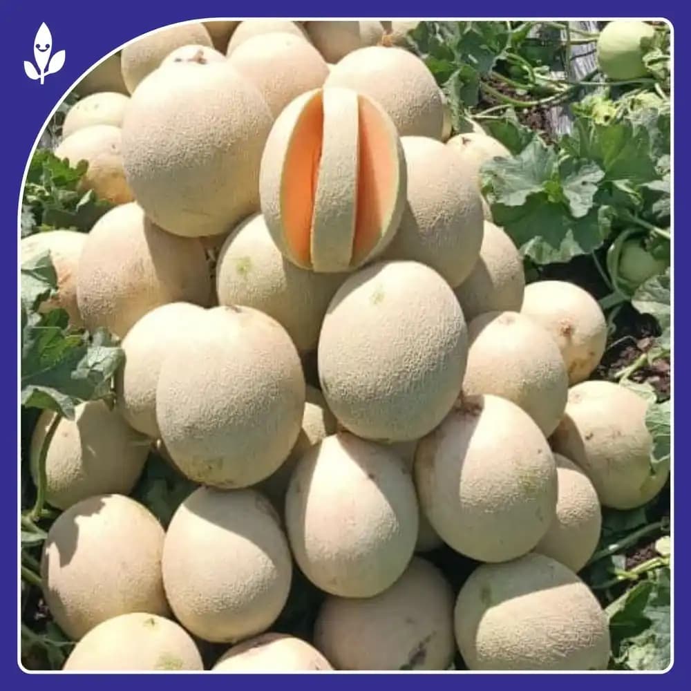Sagar 403 F1 Hybrid Muskmelon Seeds, High Yield, Sweet And Aromatic With Disease Resistance - Image 2