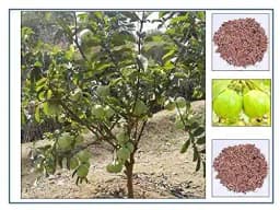 RK Seeds Fruit Seeds , Guava fruit Seeds , Amrut fruit Seeds , Psidium Guajava Seeds , Organic Guava Seed , Guava fruit Seeds, Guava fruit seeds 1