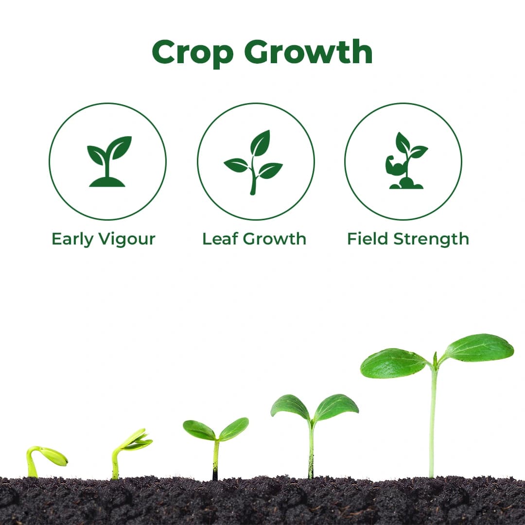 EBS G-Pro Propargite 57% EC, That Controls Mites Through Contact And Fumigant Action. - Image 3