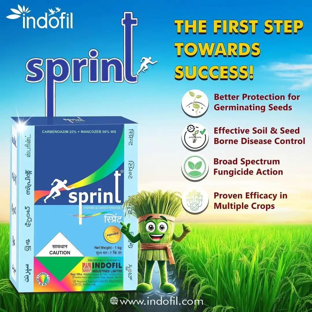 इंडोफिल स्प्रिंट कार्बेन्डाजिम 25% + मैन्कोजेब 50% डब्ल्यूएस, व्यापक स्पेक्ट्रम संपर्क और प्रणालीगत कवकनाशी। - Image 6