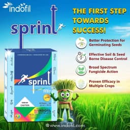 इंडोफिल स्प्रिंट कार्बेन्डाजिम 25% + मैन्कोजेब 50% डब्ल्यूएस, व्यापक स्पेक्ट्रम संपर्क और प्रणालीगत कवकनाशी। 6
