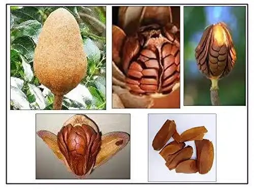 आरके सीड्स - स्काई फल बीज, महोगनी बीज, स्वीतेनिया महागोनी, महोगनी बीज, महोगनी बीज पौधारोपण के लिए