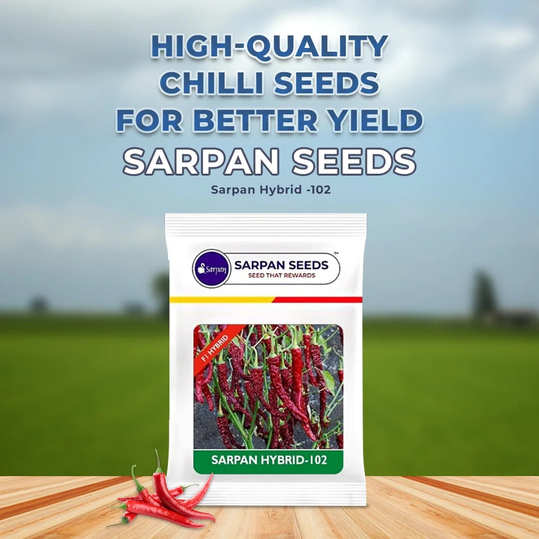 Sarpan -102 Chilli Seeds - (Dabbi Byadgi) Cherry Red Color, Suitable for Irrigated Cropping and Dryland Farming