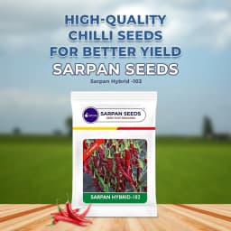 SARPAN SEEDS Sarpan Hybrid -102 Byadagi Chilli Seeds, Cherry Red Color, Suitable for Irrigated Cropping and Dryland Farming 2