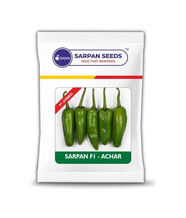 Sarpan F1 Hybrid Achar Chilli Seeds, Green Glossy Gruits, Specially For Pickles (Achar)