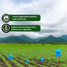 Chipku A5 Blue Sticky Trap For Insects, For Garden & Agriculture, To Control Whiteflies, Aphids, Thrips, Jassids 2