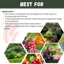 Katyayani Ammonium Molybdate 52% Organic Fertilizer, Corrects Molybdenum Deficiency in Crops, Promotes Overall Plant Growth and Yield 5