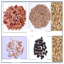 RK Seeds - Acacia Nilotica 100 g + Bamboo Seeds 50 g + Dendrocalamus Strictus 50 g + Tecoma Stans 100 g + Gliricidia Sepium 100 g (Pack of 5) 1