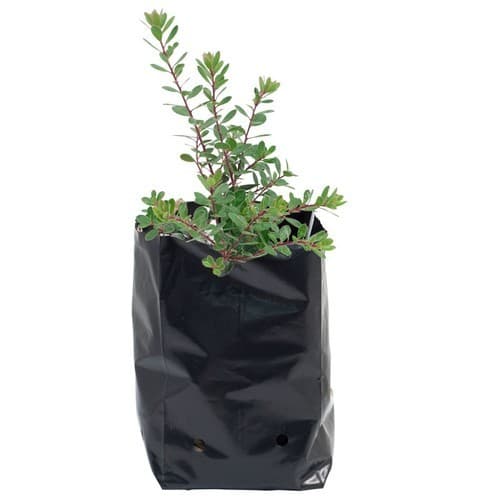 Siddhi Plant Nursery Bags, Grow Bag, 100% UV Protected, Long life durability - Image 6