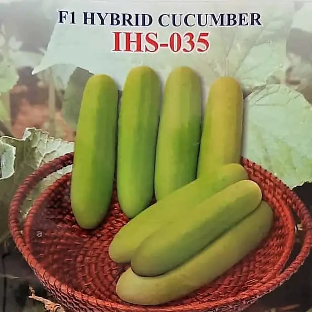 Iris IHS-035 F1 Hybrid Cucumber Seeds, High Yield, Fast Growing, Heat Tolerant Variety - Image 2