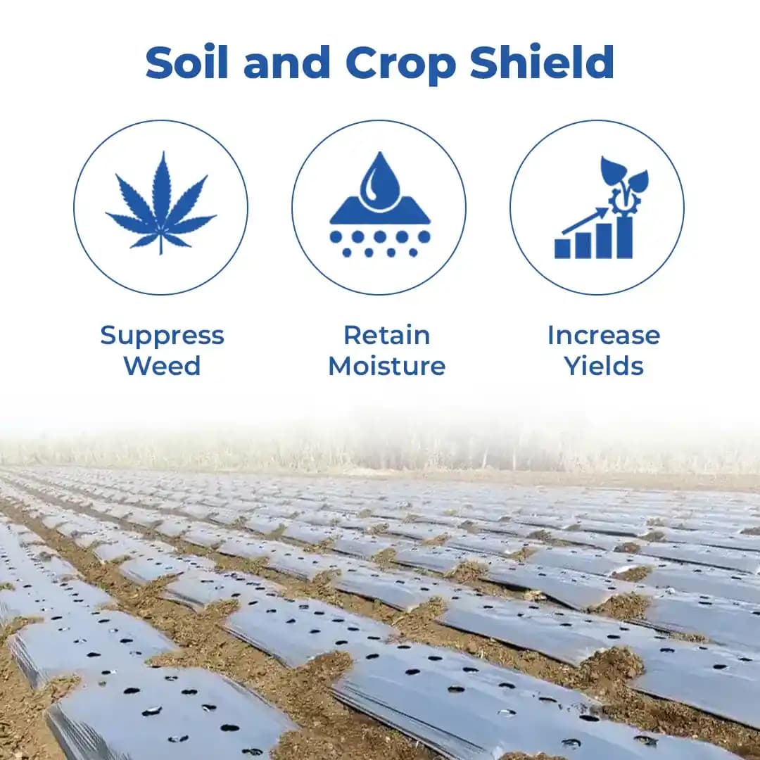 Mulching Paper - Best Quality Mulching Sheet (1.2 Meter, 4 Ft) 400 Meters Length - Image 3