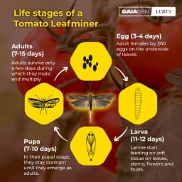 Gaiagen Pheromone Lure For Tomato Leafminer Tuta Absoluta And Insect Water Trap 1.6L, IMO Certified. 1