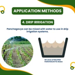 Pasuthai Panchagavya Liquid Plant Growth Promoter, Promotes Healthy plant Growth & Boosts Soil Microbial Activity 10