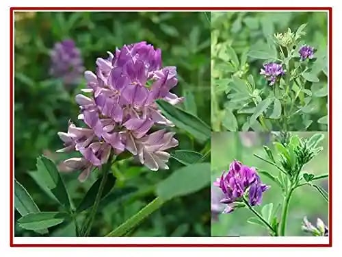 RK Seeds Alfalfa Seeds - (Medicago Sativa) Lucerne Seeds, Cattle Grass Seeds, Fodder, Grass Seeds, Kuthirai Masal Grass Seeds