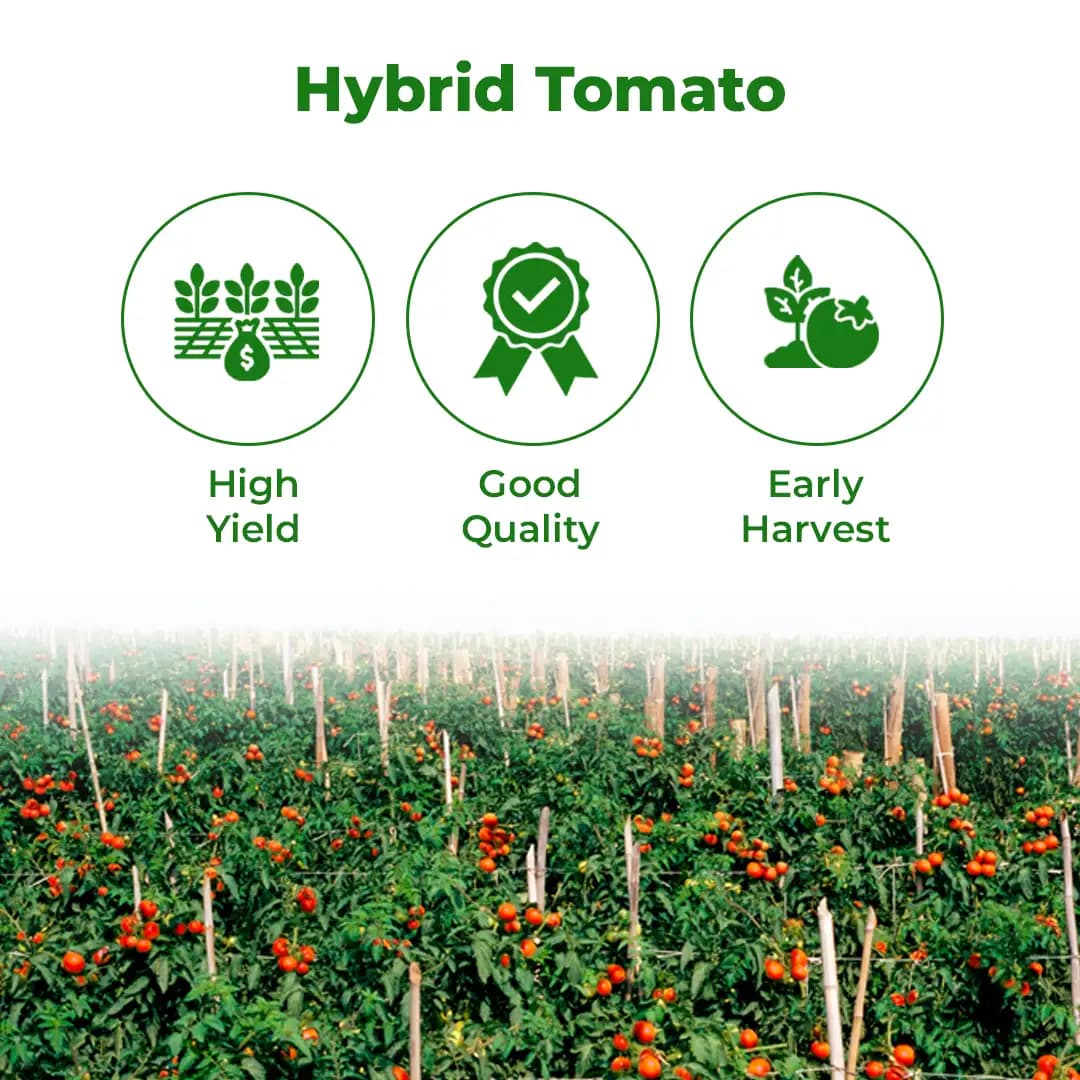 Seminis Ashutosh F1 Hybrid Tomato Seeds, Flat Round Firmness Shape, Firm Red Fruits, Early Hybrid - Image 3