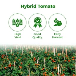 Seminis Ashutosh F1 Hybrid Tomato Seeds, Flat Round Firmness Shape, Firm Red Fruits, Early Hybrid 3