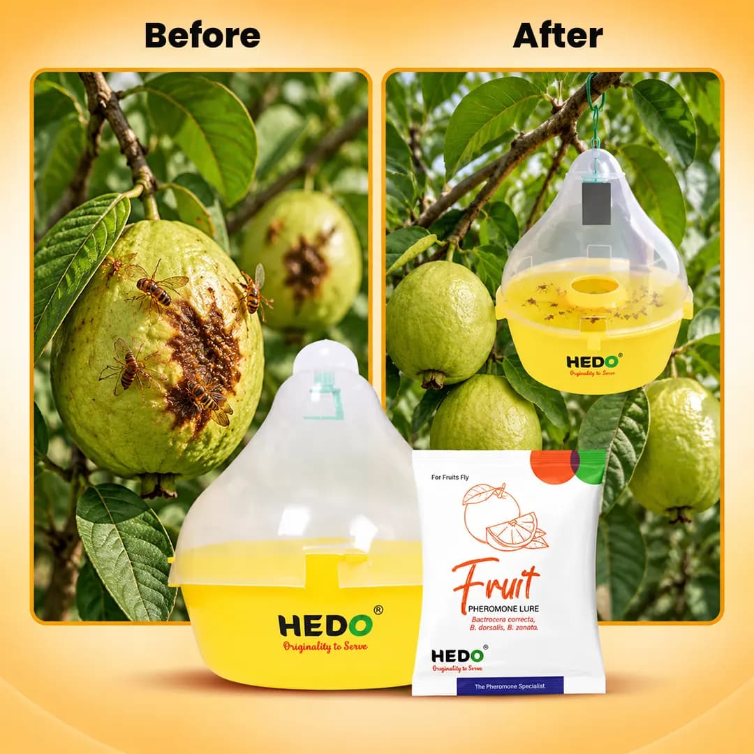 HEDO ఫ్రూట్ ఫ్లై ట్రాప్ మరియు ఫ్రూట్ ఫ్లై ల్యూర్ (Bactrocera Correcta, Bactrocera Zonata, Bactrocera Dorsalisa) అన్ని పండ్లలో ఫ్రూట్ ఫ్లై నియంత్రణ - Image 7