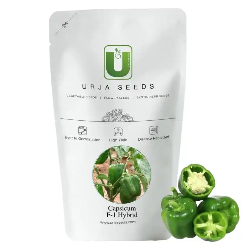 Urja Seeds Hybrid Capsicum Seeds Indrani Medium Green, Turns Red on Maturity, Best Quality