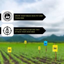 Chipku A5 Yellow & Blue Sticky Trap For Insects, For Garden & Agriculture To Control Whiteflies, Aphids, Thrips, Jassids 7