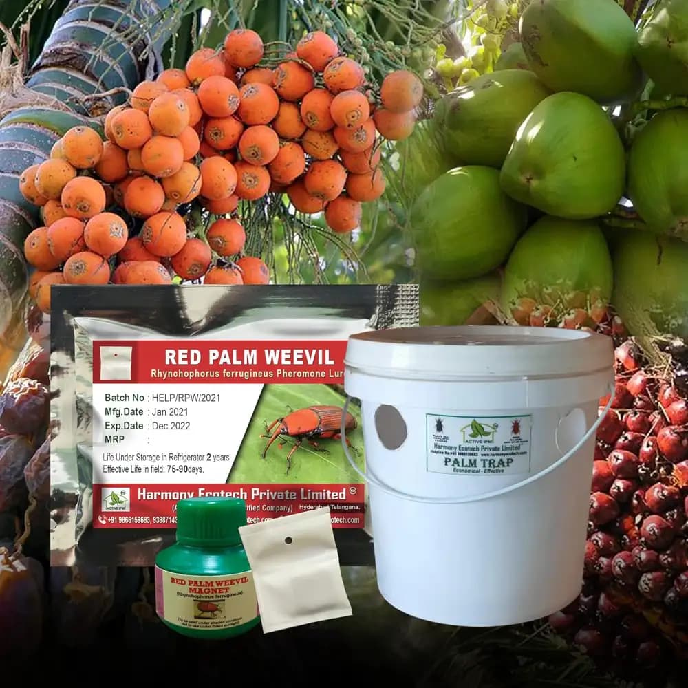 ACTIVE IPM Palm Trap + Red Palm Weevil Pheromone Lure, Pest Control Tool For Rhynchophorus Ferrugineus - Image 2