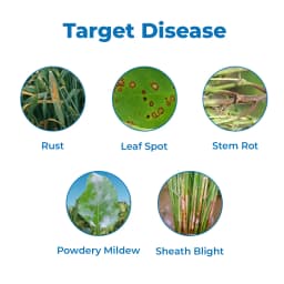 TATA Rallis CONTAF PLUS Hexaconazole 5% SC, Systemic Triazole Fungicide, Useful for Controlling Powdery Mildew 3